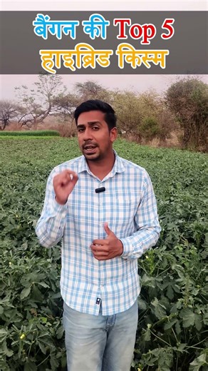 बैंगन की खेती | Top 5 hybrid variety | baigan ki kheti kaise karen | hybrid kismen