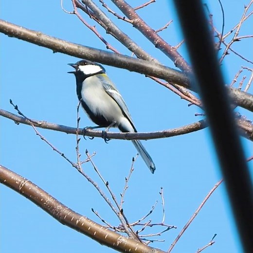 シジュウカラの鳴き声