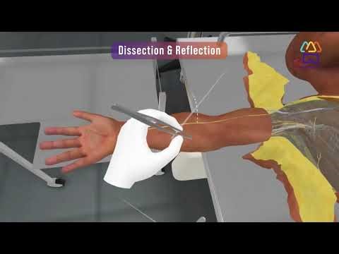 Digital Anatomy – Dissection & Reflection Feature