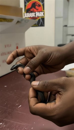 🐍 The Ouroboros: This Snake Couldn't Stop Eating Itself 🤯 | Hilarious Ted