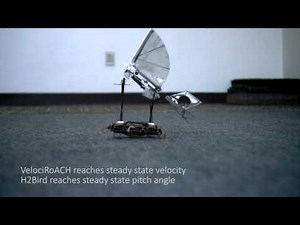 Robotic bird-roach team execute cooperative launch - UPI.com