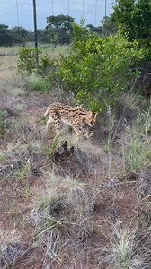 2.5K views · 1.7K reactions |  Jasper is a truly special serval with...
