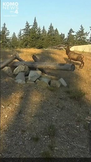 The I-90 wildlife crossing in action! WSDOT shared a video of animals crossing near Snoqualmie Pass!