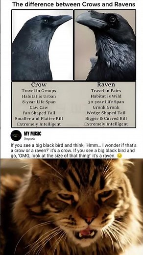 Big black bird identification guide