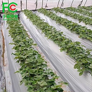 [Hot Item] Manufacturer Biodegradable Black Plastic Mulch Film Agriculture