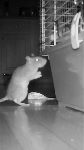 WILD RAT MEETS PET RATS