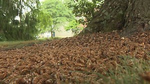 Blast from the Past: WBAL-TV visits cicada-infested tree 17 years later