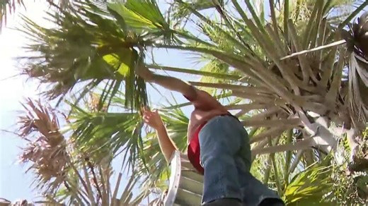 Something is wiping out Florida’s palm trees. Here’s what to watch for