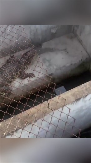 Funny crocodile #crocodile #tiktok #funnytiktok #funny #Foryou #funnyanimal #funnyanimals