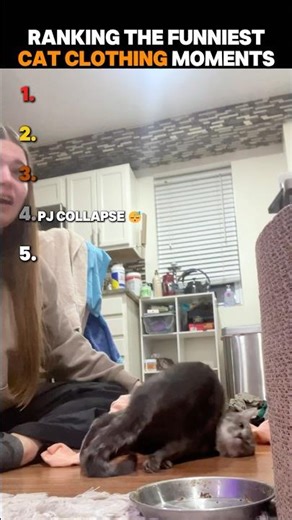 Ranking The Funniest Cat Clothing Moments