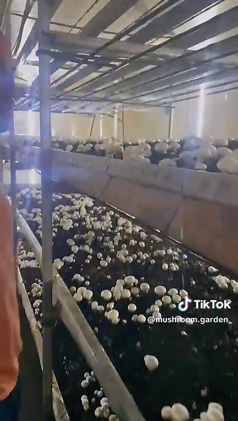 مشروم جاردن: فطر طازج وطبيعي يومياً