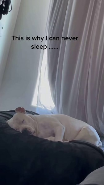 Dog Snoring is HILARIOUS – You Won’t Stop Laughing!