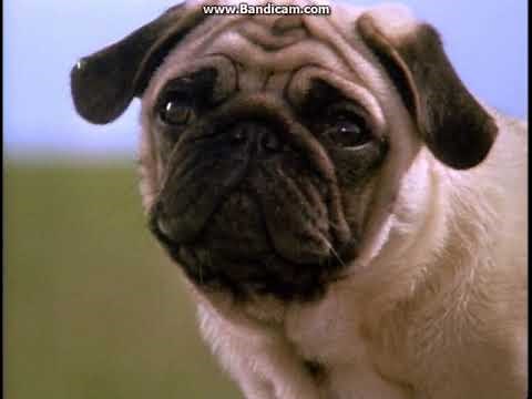 Trailers from "The Trumpet of the Swan" 2001 DVD (Part 2)