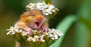20 Top Photos from the 2017 Comedy Wildlife Photography Awards