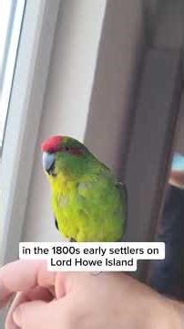 Rare Red Crowned Parakeet Parrot Miracle Survival Extinct Ghost Bird Nature Wildlife Documentary​