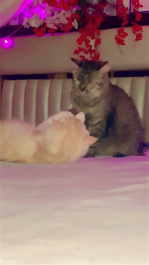 #funny #comedy #viralmusic #cat #cuteanimal