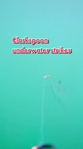 Check out the Clarkspoon underwater putting the Spanish Mackerel into a feeding freenzy! Have you ever used a Clarkspoon? They are great for multiple species like Spanish, Kings, blues etc. check out www.clarkspoon.com #fishing #fish #lure #clarkspoon #saltwaterfishing #bestbait #underwater #spanishmackerel #howtofish #howto #underwaterphotography
