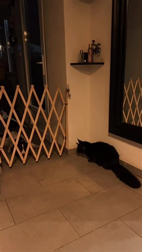Intrusion 🐕 mi casa c’est pas tu casa #dog #maincoonecat #catsoftiktok #blackmaincooncat #chienetchat