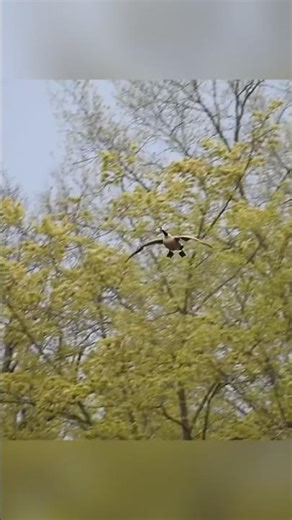 Male Canada goose landing!