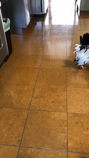 Effective Potty Training Tips for Chickens