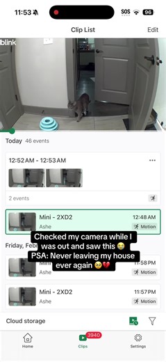 Cat Left Alone Cries in the Club