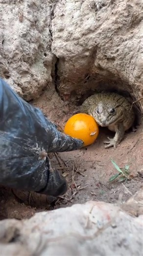 Funny Frog Jumpscare Moments That Will Make You Laugh