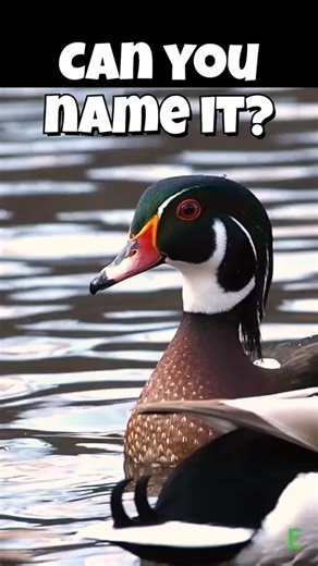 NAME IT!!! #bird #nature #wildlife #facts #duck #duckfacts #birds #birdlovers #trendingshorts