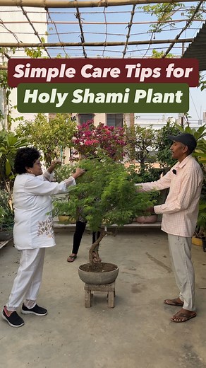 Neelam Dhingra on Instagram: "🌿Care Tips for Holy Shami Plant 🌿 Discover how to care for the sacred Shami Plant—a symbol of devotion and positivity in Indian culture! 🙏✨ This plant, linked to Lord Ram and the Pandavas, is believed to bring good luck and reduce Shani’s (Saturn’s) ill effects. 🌟 Follow these simple tips to keep your Shami plant healthy and thriving! 🌱 1️⃣ Fertilizer: Add organic kitchen waste fertilizer made from onion peels, potato peels, chai patti, etc., to enrich the soil