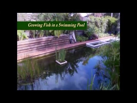 Converting a Swimming Pool to Grow Fish
