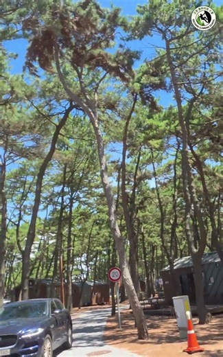 🏖️ 부안 고사포해수욕장 | 서해 바다 힐링 명소 🌊