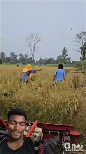 Achanak dhaan katate hue 🥴😁🤣 #shorts #viralvideo #shortsfeed #ytshorts