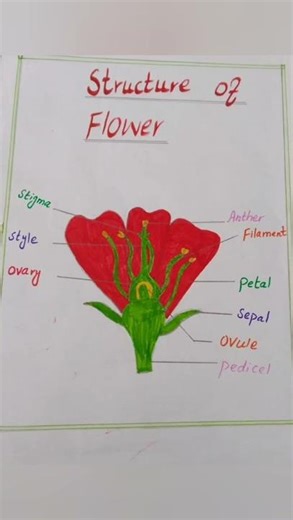 Structure of flower chart for school project#chart#scienceproject #scienceforkids #youtubeshorts