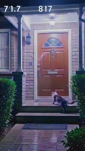 “Lightning Scares the Cat! Caught on Home Security Camera”