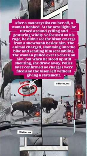 Road Rage… Then a Bison Appeared 🦬🔥