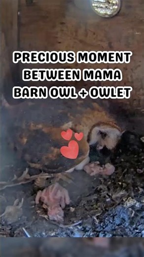Precious moment between Mama Barn Owl and owlet 🥹 #owlets #babyowls