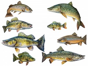 Fish Wall Decals - Brown Trout, Walleye, Yellow Perch, Northern Pike - Wall Stickers - Fly Fishing Décor - Etsy