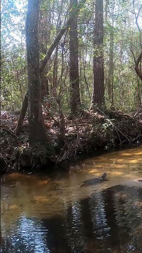 Huge Snapping Turtle Powers Upstream! Creekside Wildlife Moment