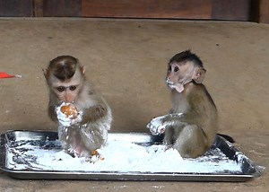 Baby Alien & Jandy Like to Eat Fruit and Play with the Powder So Much.mp4 | Monkey Family