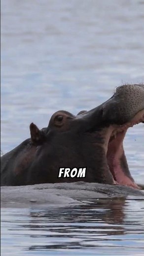 Incredible Hippo Facts, Discover the Mighty River Horse! #hippo #hippos #animals #animalsfacts