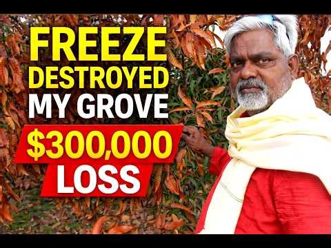South Florida Mango Farm Freeze Damage | $300,000 Loss at Maharashi Farms