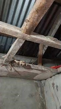 Is This Termites Invasion?!🫣🫢 #termites #professionaltreatment #terminator #home