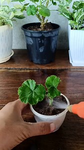 434K views · 1.6K reactions | Geranium propagation  #geranium #gardening #garden #plants #reels #trendingreel #trendingreelsvideo #viralvideo | Gardening Ideas | Facebook