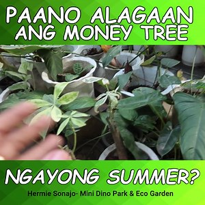 How to Take Care Money Tree ? more plant videos??>>>https://youtu.be/6SIH3JxDJ3M | Hermie Sonajo Plants