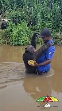 Chimpanzee recognizes former caretaker years after release — emotional reunion melts hearts