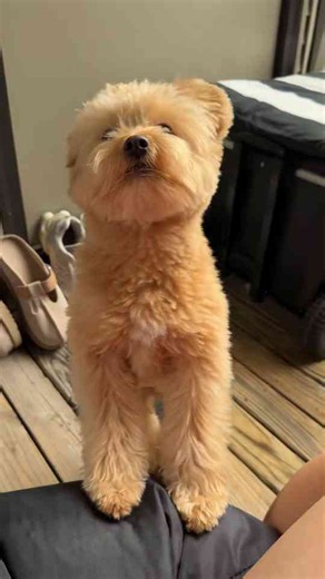 Playful and cute: Barney the Pomapoo in action