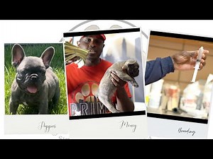 Day in the life of a French Bulldog Breeder