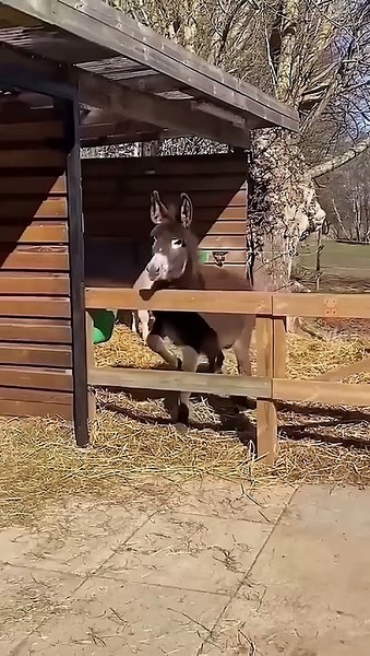 Funny animals #cats #Pets #animals
