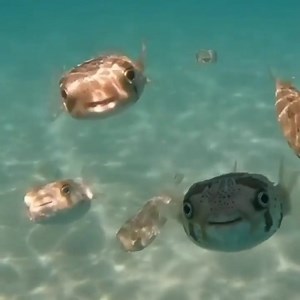 9.2K views · 213 reactions | The Smiling Pufferfish Good luck! #Hygger #aquarium #aquariumtank #aquariumfish #pufferfish | Hygger Aquarium | Facebook