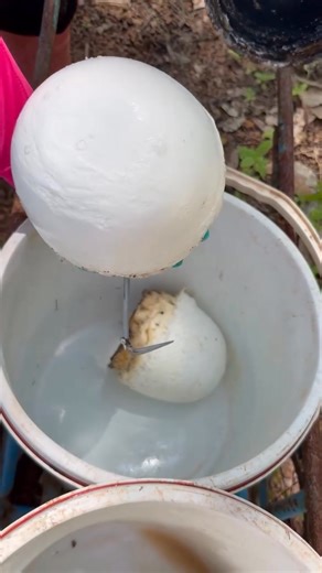 Traditional Rubber Tree Tapping – Latex Harvesting Process #RubberTree #RubberHarvesting #LatexCollection #TraditionalFarming #Agriculture #SatisfyingVideo #NatureProcess #TreeTapping #RuralLife #FarmingLife #whatisnewyork #reels #explorepage #explore #nataliereynolds #costume #harley #harleyquinn #joker #batman #cosplay #costume #halloweencostume #halloween #explorepage #paint #reels #bodypaint #famous #nataliereynolds | Global Stories
