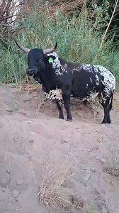 Two favourites on the farm of Sentrale Nguni Klub member Bontvoet Nguni Stud, Boela Niemann. Many members farm with Nguni cattle where you cannot farm with any other breed! Nguni is not only the most beautiful breed but also the best breed. Boela Niemann, thanks for being such a great 'video shooter'. You’re a serious pro at making the best Nguni videos easy and fun. Thanks again, and keep doing a fantastic job. | Sentrale Nguni Klub
